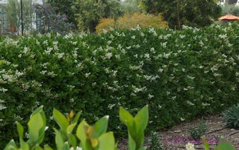 How Many Types Of Privet Hedges Are There