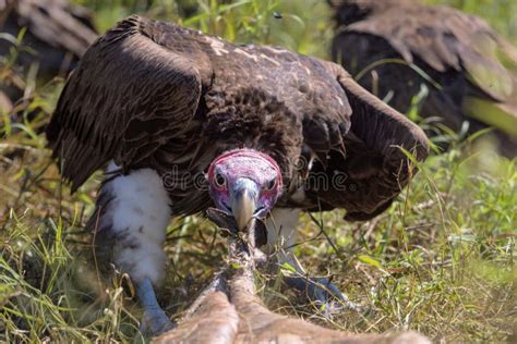 Vultures Feeding On A Buffalo Carcass Stock Image Image Of Faced