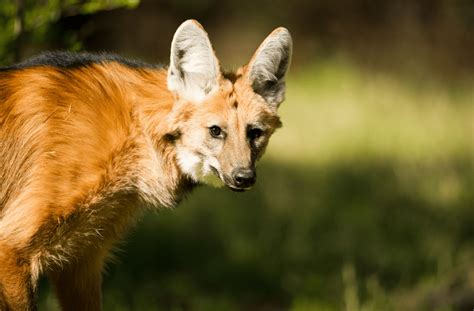 Maned Wolf Facts Size Diet And Habitat Information