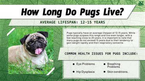 Pug Lifespan How Long Do Pugs Live A Z Animals