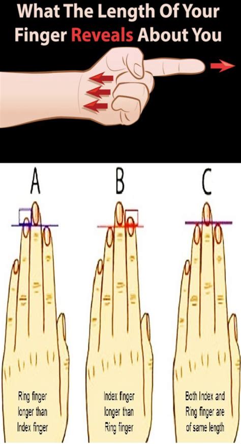 WHAT THE LENGTH OF YOUR FINGER REVEALS ABOUT YOU Reveal Finger Sayings