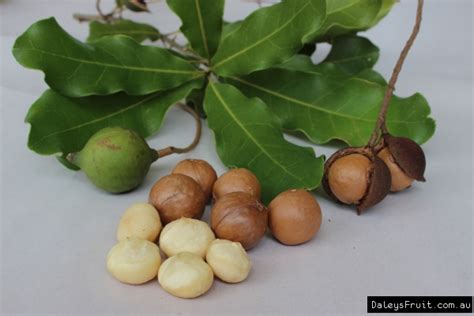 Dwarf Macadamia Tree Macadamia Integrifolia