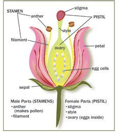 Flowers can be either male, female or both. BELEN: Las plantas | maquetas educativas | Partes de la ...