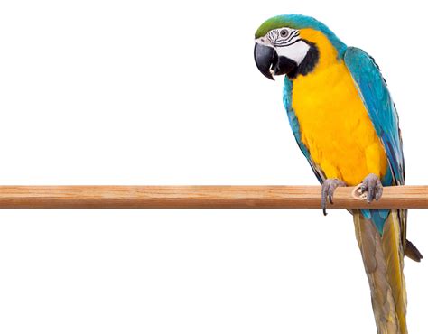 Blue And Yellow Macaw Png Transparent Images Png All