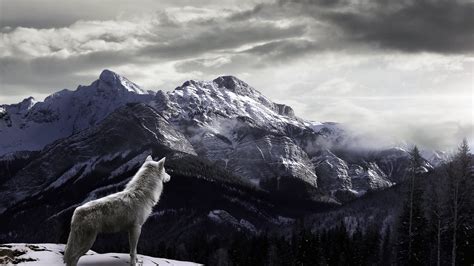 Wolf Mountain Snow Fog Wallpapers Hd Desktop And Mobile Backgrounds