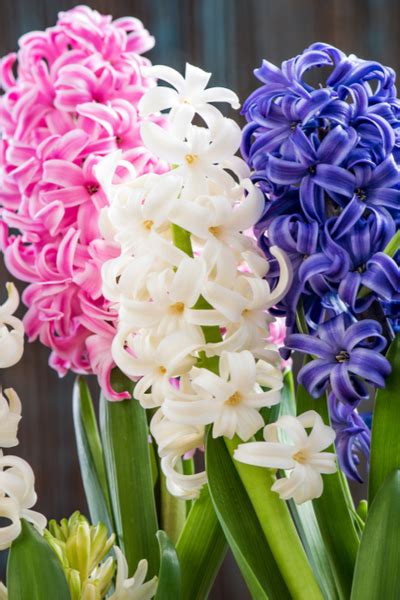 How To Plant Hyacinth Bulbs This Fall For Gorgeous Spring