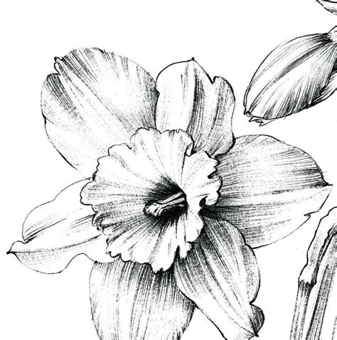 Narcissus Sketch Daffodil Line Drawing December Birth Etsy