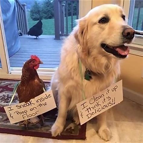 Chicken Shaming Is All You Need To Make You Laugh Today 45 Pics Dog