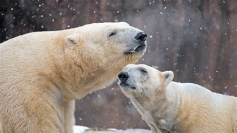 Female Polar Bear Killed By Male Bear During Breeding At Detroit Zoo