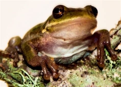Slimy Frog Photograph By Mechala Matthews