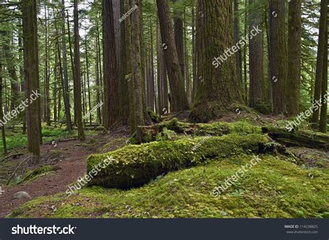 Forests Of Pacific Northwest Rainforest Landscape Washington State
