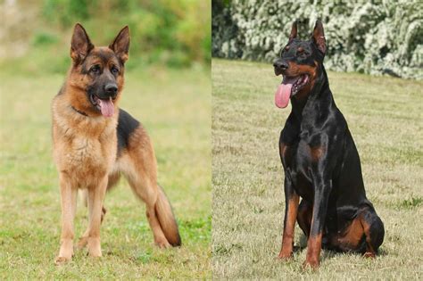 Doberman Shepherd German Shepherd And Doberman Mix Info Pictures Faqs