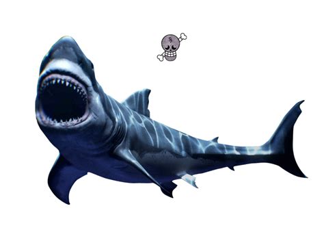 Shark Png Hd To Created Add 56 Pieces Transparent Shark Images Of