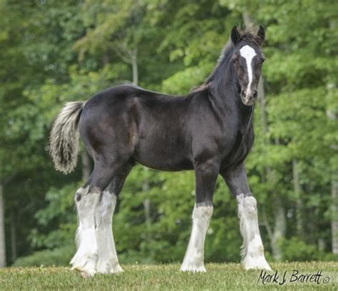 Stillwater Farm Our Horses Gypsy Vanner Horses Cashiers North
