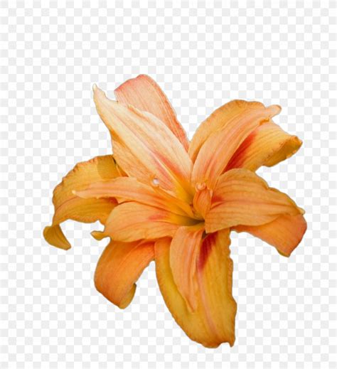 Lilium Bulbiferum Tiger Lily Easter Lily Arum Lily Clip Art PNG