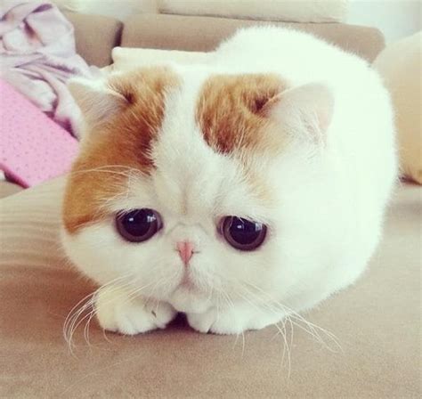 Meet Snoopy The Exotic Shorthair Aka Snoopy The Cutest Cat Ever Aww