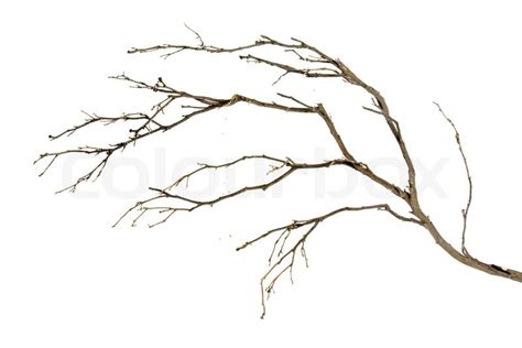 Dry Branch Stock Image Colourbox