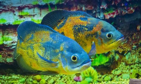 Oscar Fish: What To Know About This Stunning Cichlid - Everything