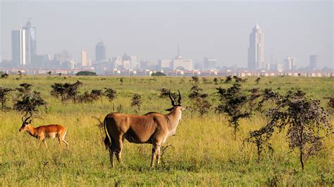 Nairobi National Park Safari Capital Of The World Safari Sense