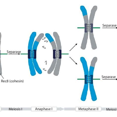 Pdf The Role Of Shugoshin In Meiotic Chromosome Segregation