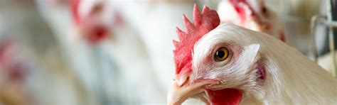 Udaf Confirms Second Case Of Avian Influenza Utah Department Of Agriculture And Food