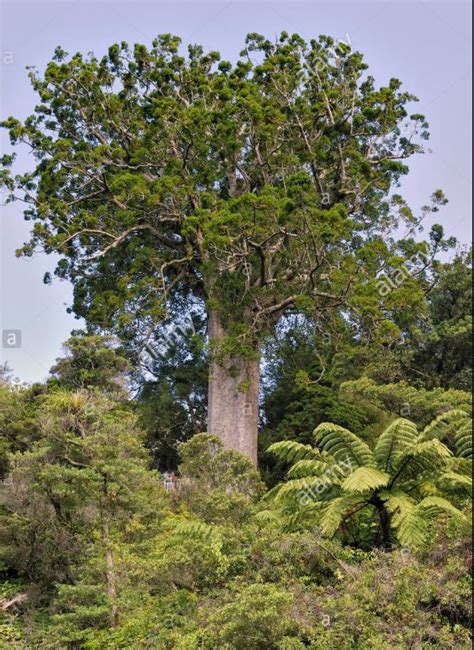 Most Common Trees And Plants In New Zealand Nz Native Plants