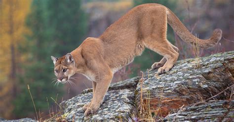 California Mountain Lions Receive State Protections Gohunt