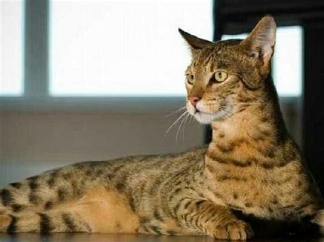 ashera ashera cat cat breeds rare cats