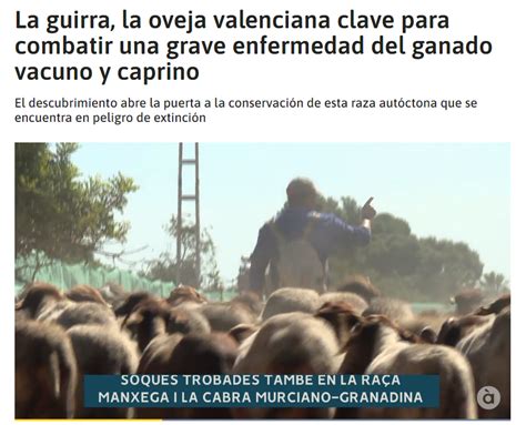 La Guirra La Oveja Valenciana Clave Para Combatir Una Enfermedad