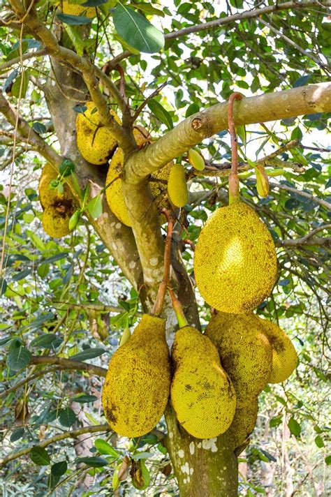 Jackfruit Care How To Grow Jackfruit Trees Gardening Know How