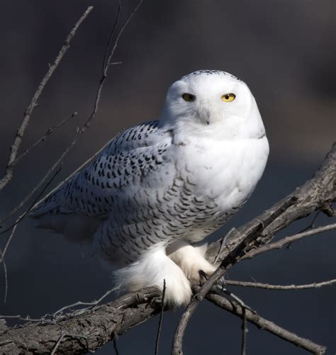 Snowy Owl Oklahoma City Audubon Society
