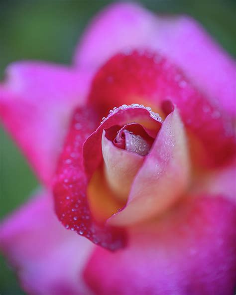 Soft Dewy Rosebud 3 Photograph By Teresa Wilson Fine Art America