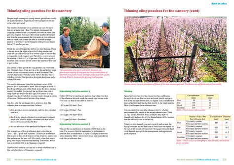 Find the perfect peach orchard stock illustrations from getty images. Orchard manual to manage high density Peach and Nectarine ...