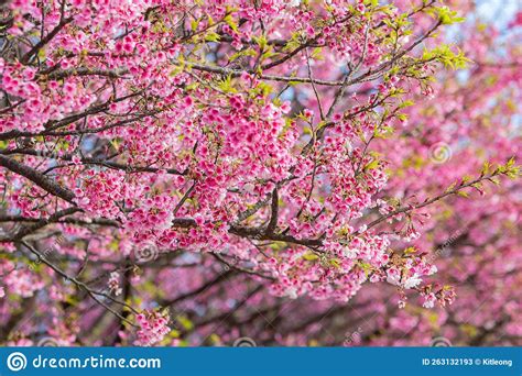 Sunny View Of Cherry Blossom In Yangmingshan National Park Stock Image