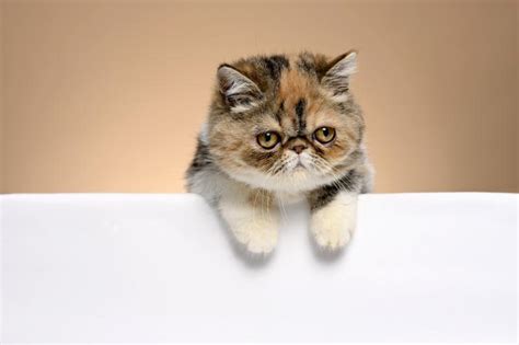 Exotic Shorthair Cat A Snapshot Of The Breed Lovetoknow Pets