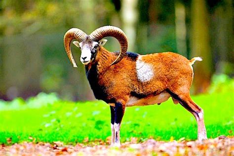 Mouflon Ovis Musimon Image Only