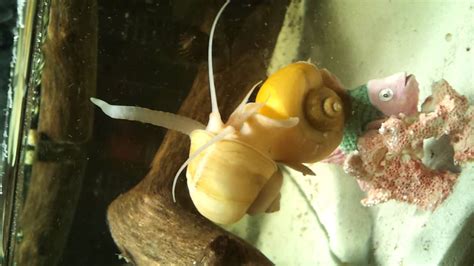 Apple Snails Breathing Tube Youtube