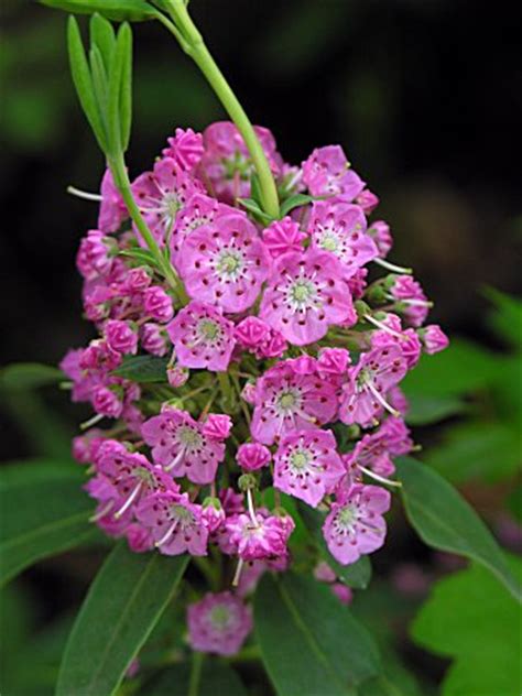The alternating leaves are elliptical, smooth edged, and come to a distinct point. Common Flowering Bushes In Georgia - Using Georgia Native ...