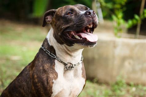 Pitbull Terrier Dog Breed Information Stats Photos And Videos