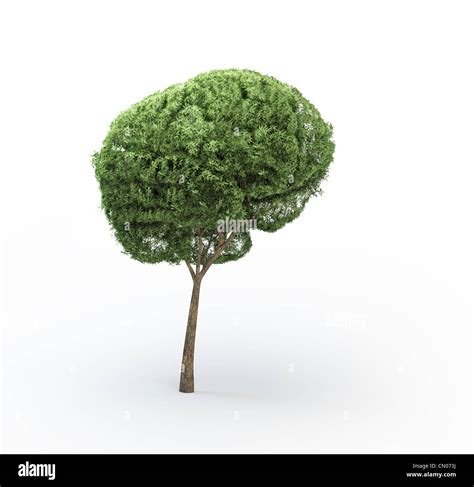 Brain Shaped Tree Stock Photo Alamy