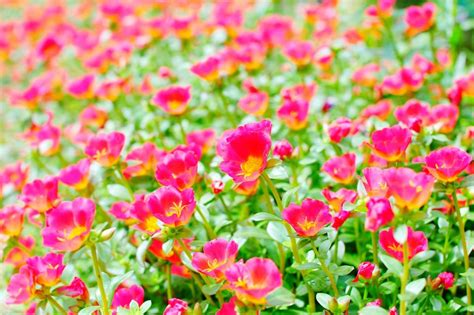 Perennials come back year after year but typically bloom for just a few weeks. The Difference Between Annuals and Perennials