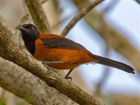 Hooded Pitohui Ebird