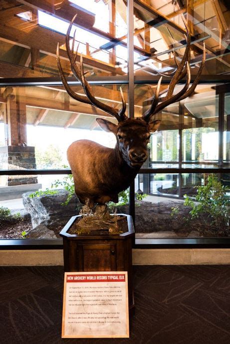 The Archery World Record Elk Is Now On Display For All To See