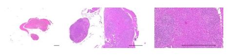 Representative Histological Images Of Submandibular Ln Tissues Taken