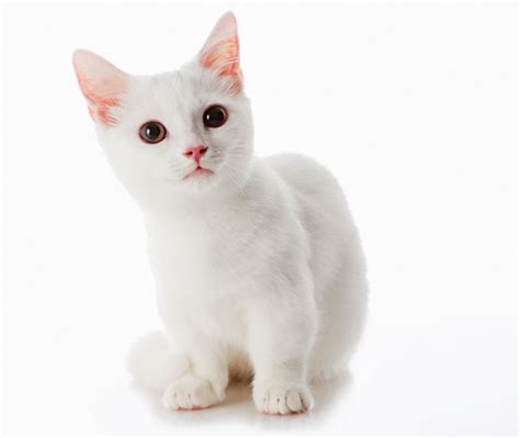 Welcome to the munchkin cat fan page! An Exclusive List of Cat Breeds That'll Leave You Overwhelmed - Cat Appy