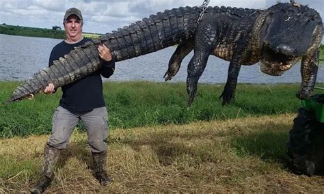 The Biggest In The World Alligator