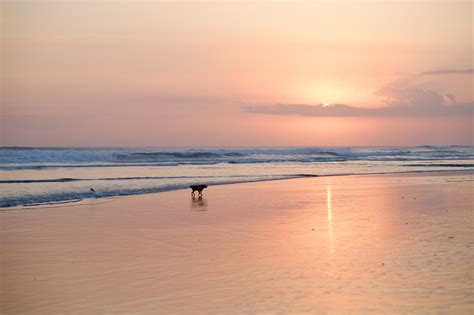 Dog on Kuta Beach | Luxury Travels | Luxury Travel Blog | Luxury travel blog, Luxury travel ...