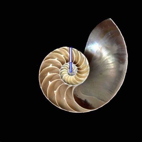 Nautilus Shell Showing Golden Ratio Proportions Much Like A Spiral