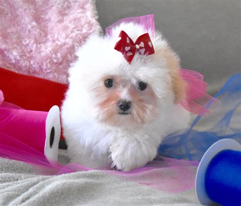 Pin By Kathie Williams On Maltipoo Puppies Available For Purchase