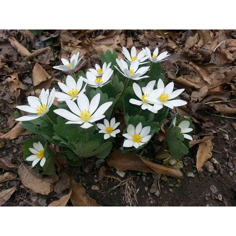 Sanguinaria Canadensis Bloodroot Buy Quality Native Plants Shrubs